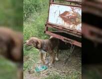 Cão é resgatado após passar 10 dias preso em reboque velho