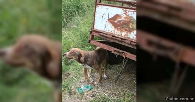 Cão é resgatado após passar 10 dias preso em reboque velho