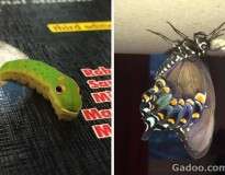 Adolescente registra cada momento de vida de uma lagarta até ela se tornar uma linda borboleta