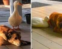 Cão deprimido há 2 anos após perda de amigo encontra companhia em pato e volta a sorrir