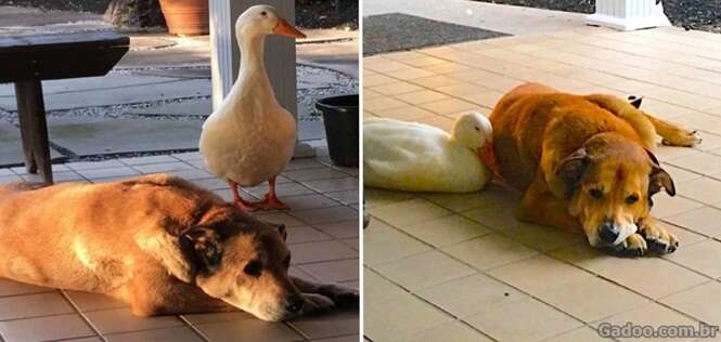 Cão deprimido há 2 anos após perda de amigo encontra companhia em pato e volta a sorrir