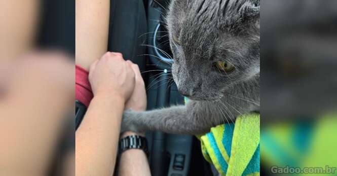 Gato prestes a ser sacrificado conforta dona