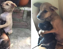 Estes cães de rua não pararam de se abraçar após serem adotados