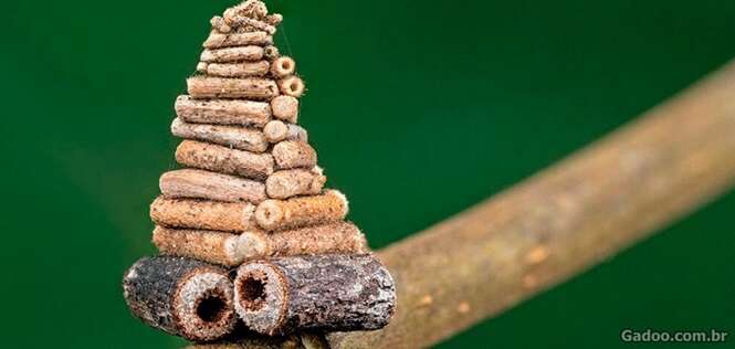 Fotos ampliadas mostrando as verdadeiras obras dos menores arquitetos da natureza