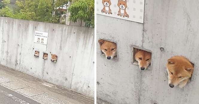 Estes shibas colocando a cabeça para fora do muro serão as coisas mais fofas que você verá hoje