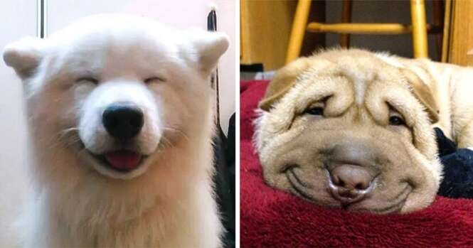 Cães mais felizes do planeta