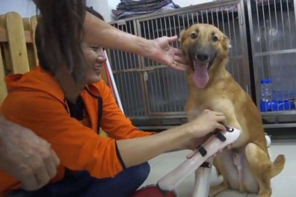 Cão que teve patas amputadas com espada vibra ao receber próteses