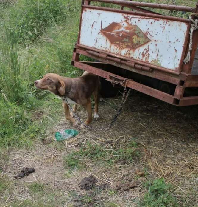 Foto: Rudozem Street Dog Rescue