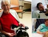 Hospital permite que animais de estimação visitem seus donos doentes