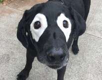 Cãozinho com manchas curiosas nos olhos vira meme na internet