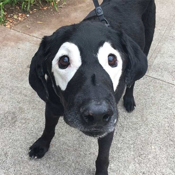 Cãozinho com manchas curiosas nos olhos vira meme na internet