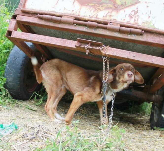 Foto: Rudozem Street Dog Rescue