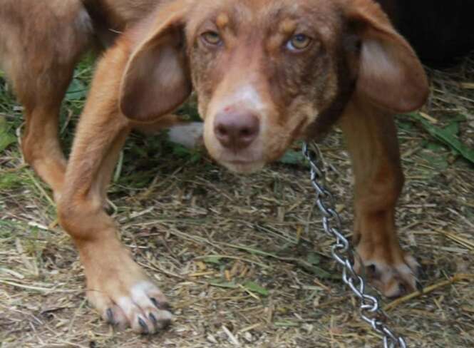 Foto: Rudozem Street Dog Rescue