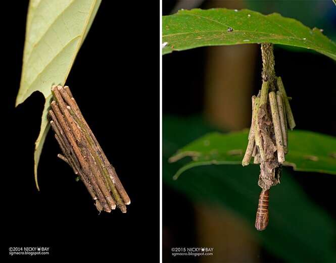 Foto: Tudo Interessante