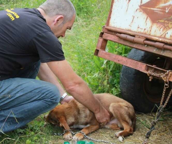 Foto: Rudozem Street Dog Rescue