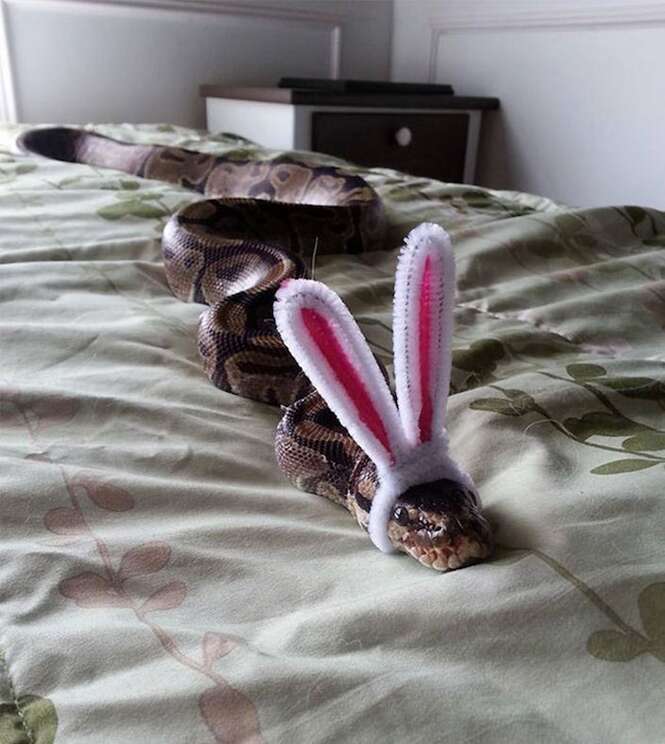 Foto: Tudo Interessante