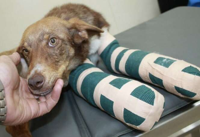 Foto: Rudozem Street Dog Rescue