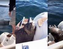 Vídeo: Foca desesperada sobe em barco para escapar de baleias assassinas