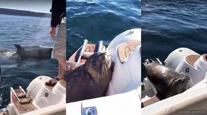 Foca desesperada sobe em barco para escapar de baleias assassinas