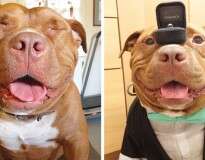 Esse cão não consegue parar de sorrir após ter sido resgatado de um abrigo