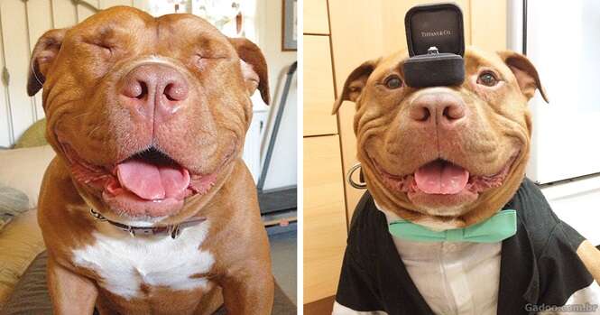 Esse cão não consegue parar de sorrir após ter sido resgatado de um abrigo