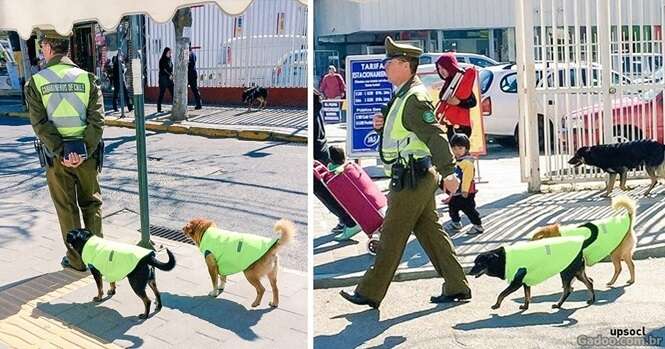 Cães de rua no Chile ganham “emprego” e abrigo