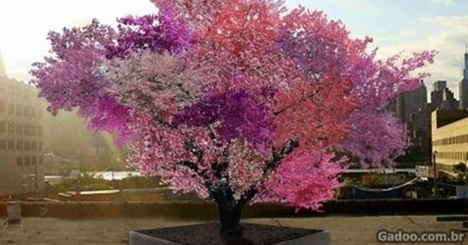 Conheça a árvore incrível onde crescem mais de 40 frutos diferentes