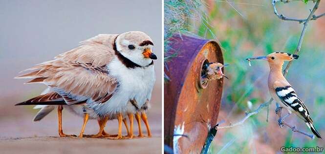 Fotos fascinantes de aves cuidando de seus filhotes