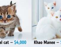 19 gatos fantásticos que custam uma verdadeira fortuna