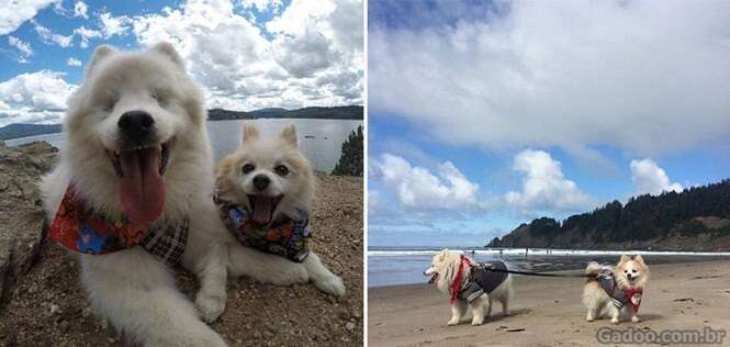 Este cachorro não enxerga, mas superou dificuldades com um amigo cão-guia