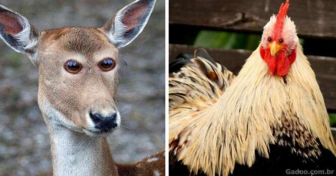 Animais que seriam bem estranhos se tivessem os olhos na frente