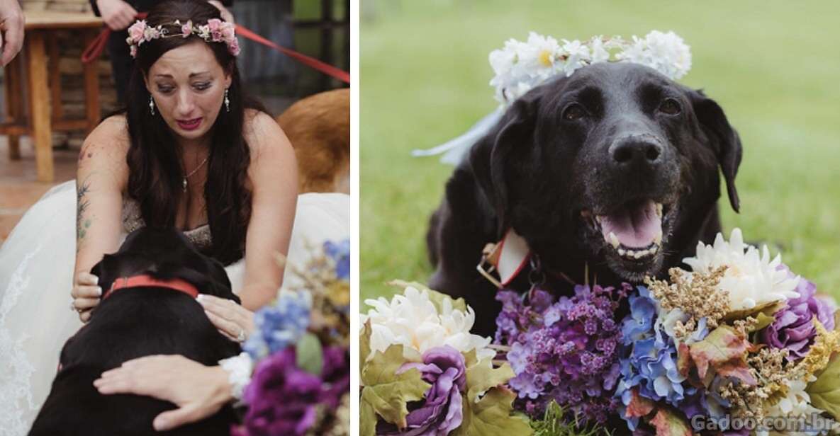 Este cão de 15 anos viveu o suficiente para ver sua dona se casar