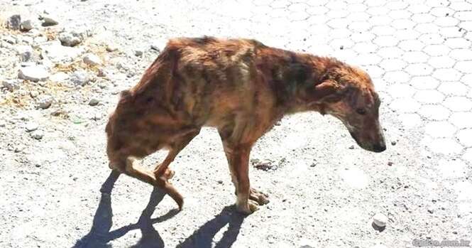 Turista em férias encontra cão com coluna quebrada e o leva da Grécia para a Holanda