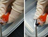 Jovem gasta mais de R$ 1.500 em cirurgia com seu peixinho dourado após animal se engasgar com pedaço de pedra