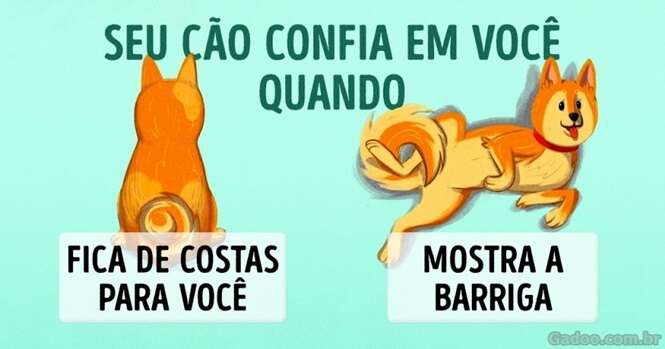 Dcas para você entender seu cão