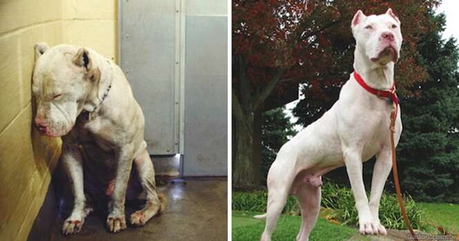 Fotos reconfortantes de animais antes e depois de serem resgatados