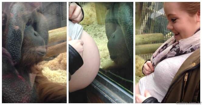 Orangotango se emociona após grávida lhe revelar que vai ser mãe