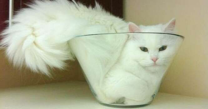 Fotos comprovando que os gatos são líquidos