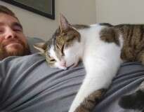 Entenda porque os gatos gostam de dormir em cima de nós