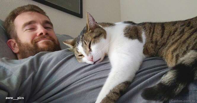 Entenda porque os gatos gostam de dormir em cima de nós