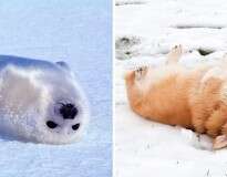 25 fotos provando que as focas são cães marinhos