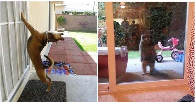 Imagens de animais que querem ir para dentro de casa