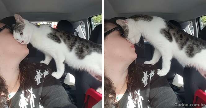 Gato salvo instantes antes de ser sacrificado não para de agradecer sua salvadora no caminho para casa