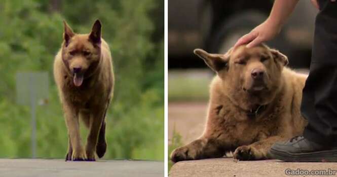 Todos os dias esse cão idoso anda 6,5 quilômetros