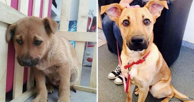 Animais antes e depois de serem levados ao abrigo