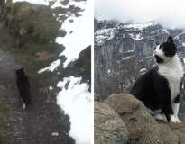 Este gato guiou um homem perdido para escapar de uma montanha na Suíça