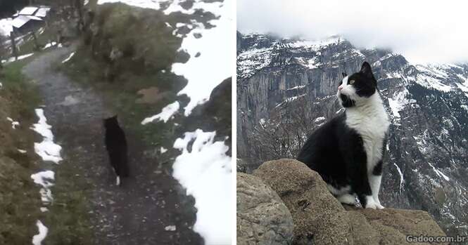 Este gato guiou um homem perdido para escapar de uma montanha na Suíça