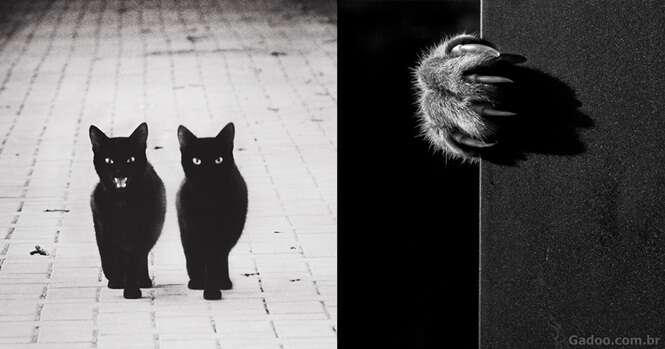 A misteriosa vida dos gatos capturada em preto e branco