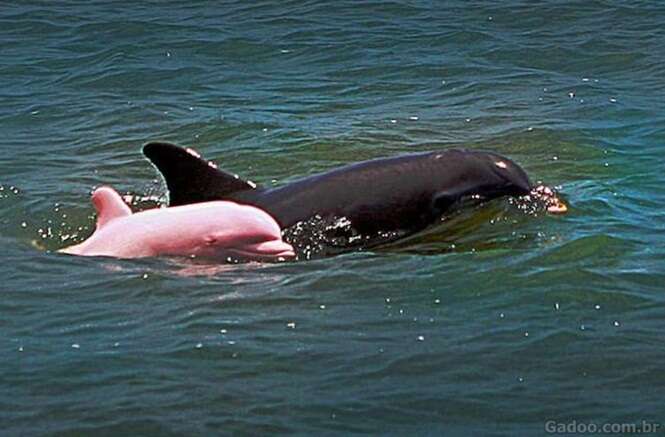 Golfinhos rosas realmente existem. Assista ao vídeo