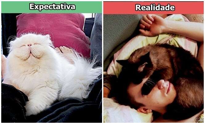 Expectativa x realidade na vida de um dono de gatos